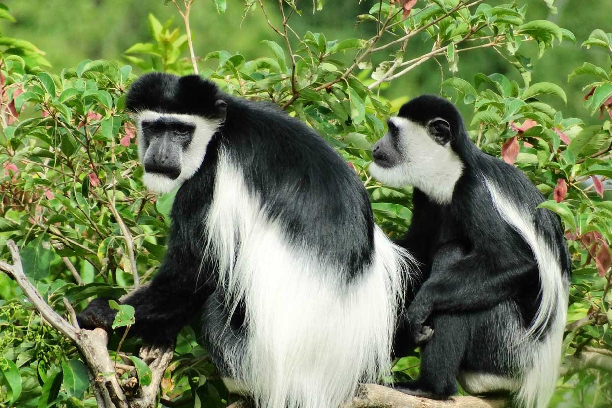 blackandwhitecolobusmonkey